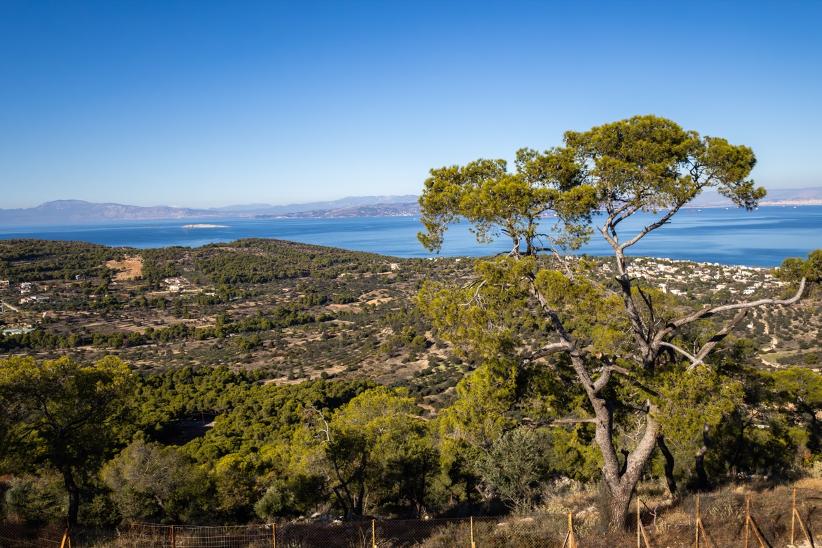 Aegina Pine Tree Coastal Panorama