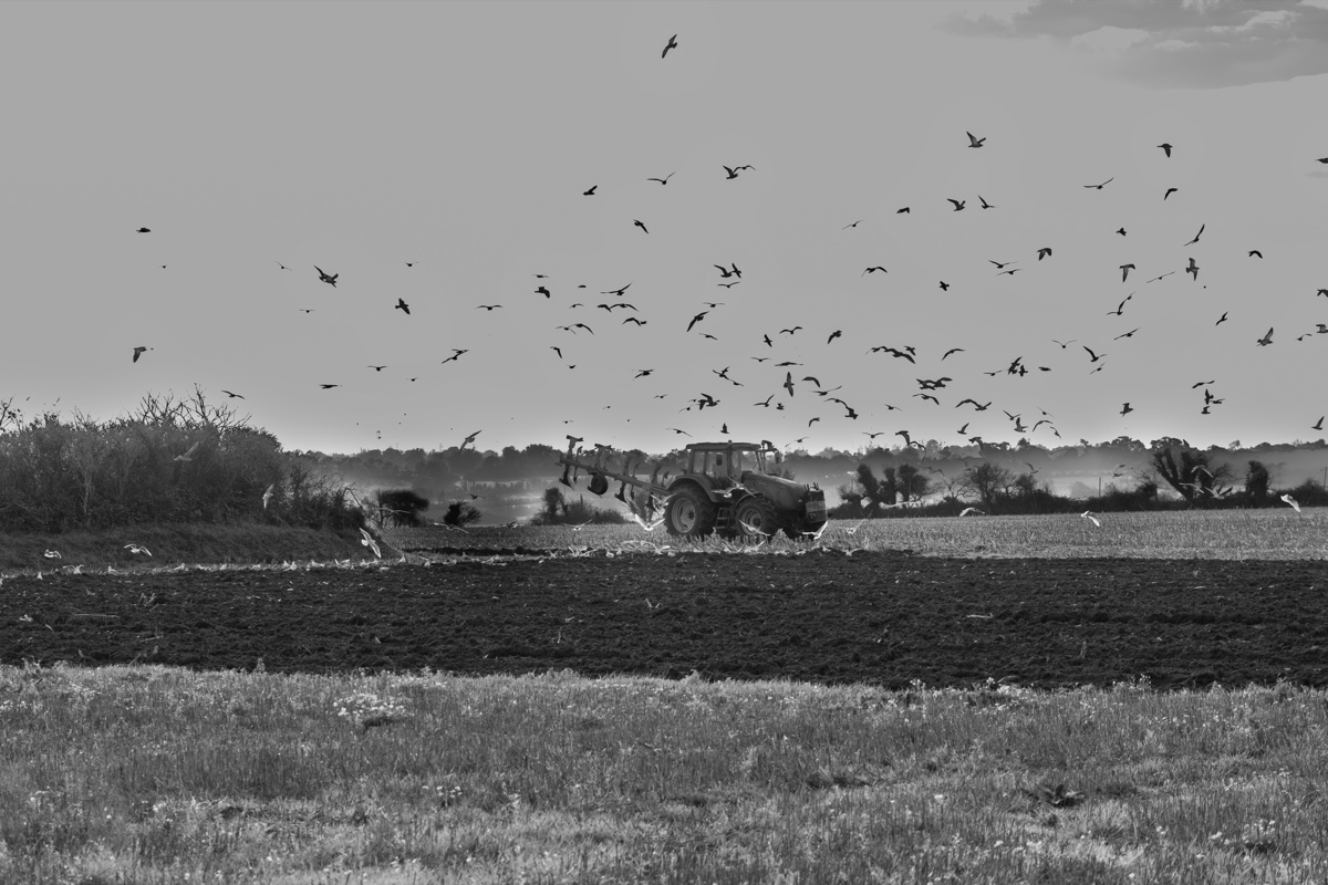 Pointe Du Hoc Farm Field Birds Bw